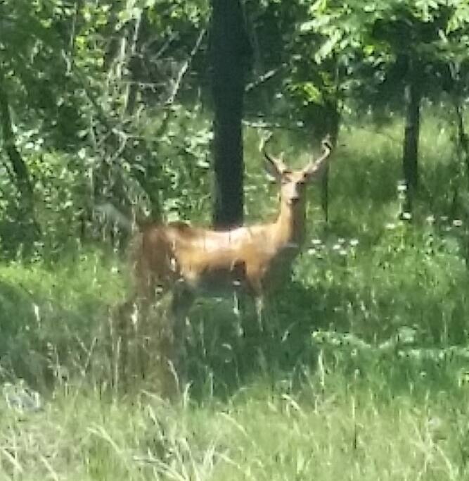 Lots of deer live here
