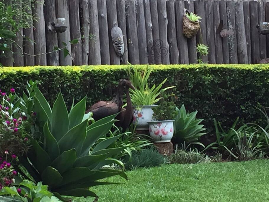Peaceful compact garden surrounds prolific with bird life.
