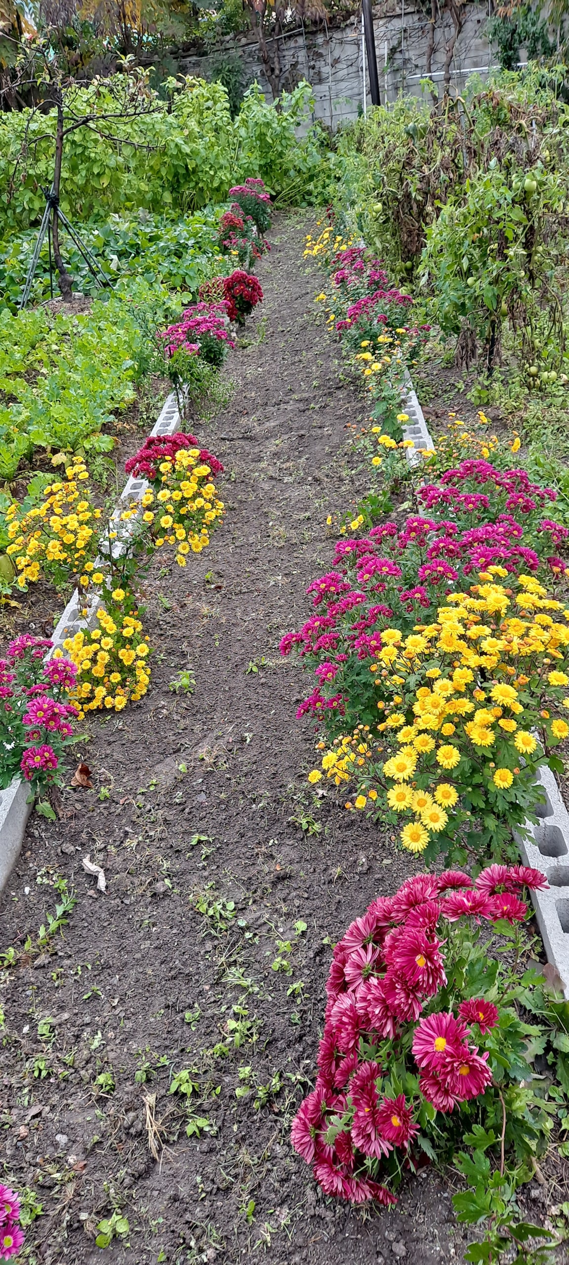 A garden pathway lined with colorful flowers, featuring clusters of yellow and red blooms on either side. The ground is predominantly bare soil, with some green foliage visible among the plants. The arrangement invites a sense of tranquility and natural beauty.