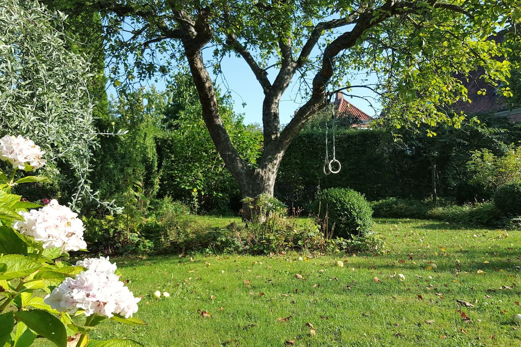 Small sunny garden