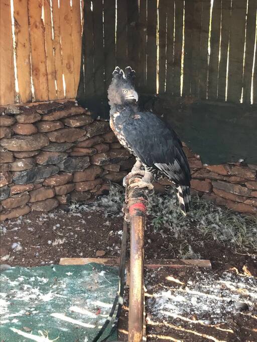 Diabella - Lol Tunda has a bird rehabilitation center.