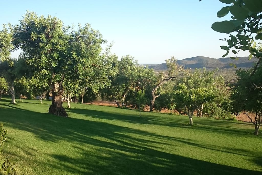 The orchard with a rage of fruit, carob and olive trees. We will share fruit in season with our guests at breakfast.