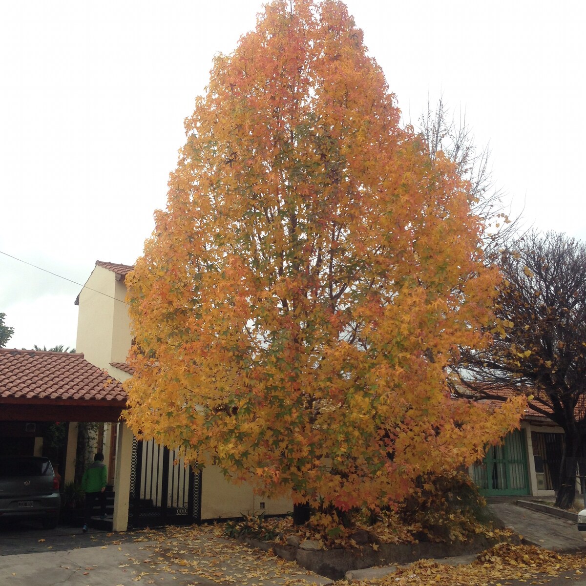 A large tree displays vibrant autumn foliage in shades of orange and yellow. The tree stands prominently in front of a building with a tiled roof, with several fallen leaves covering the ground. The sky is overcast, creating a subdued natural light.