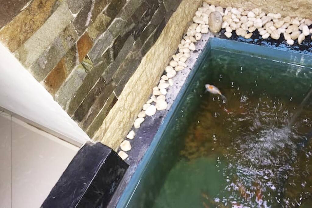 kolam ikan mini-you can enjoy the fish pool