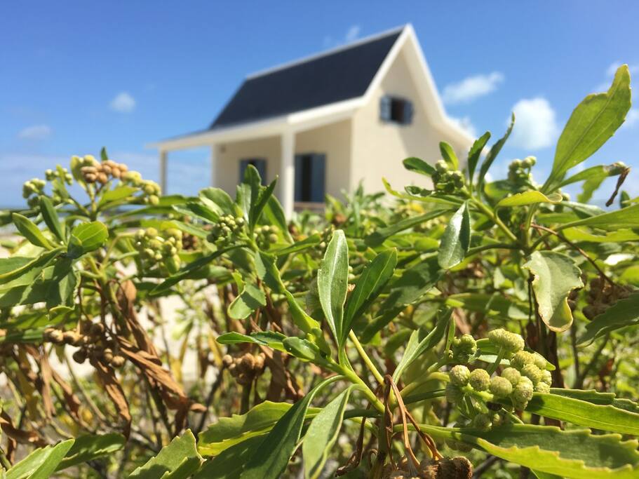 Endemic shrubs / Arbustes endémiques