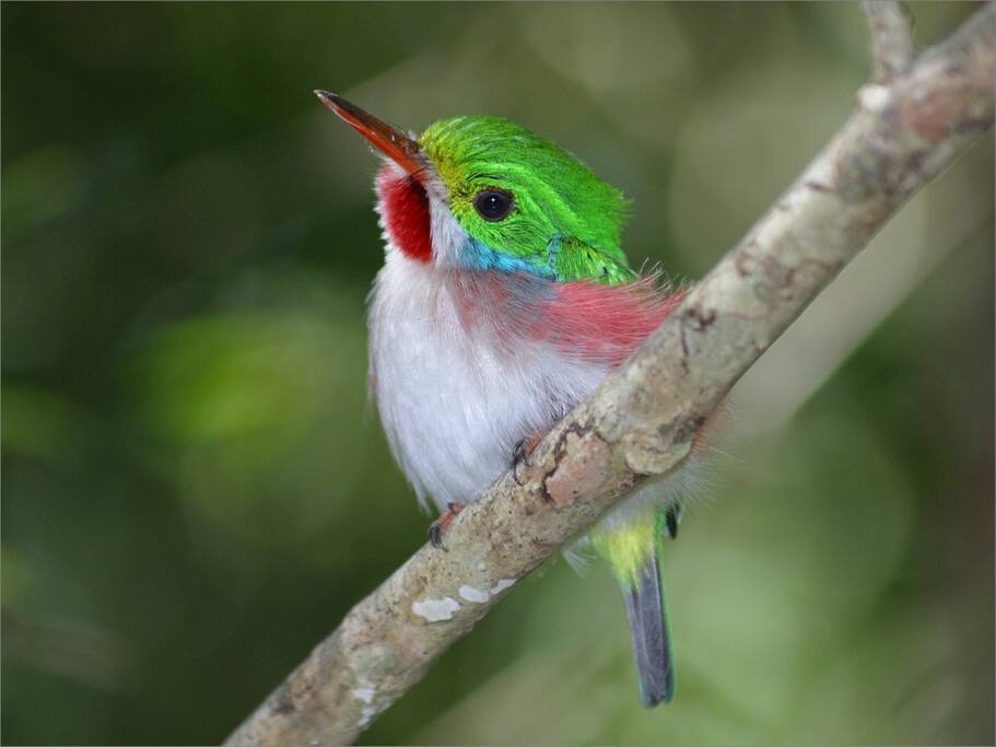 observacion de aves