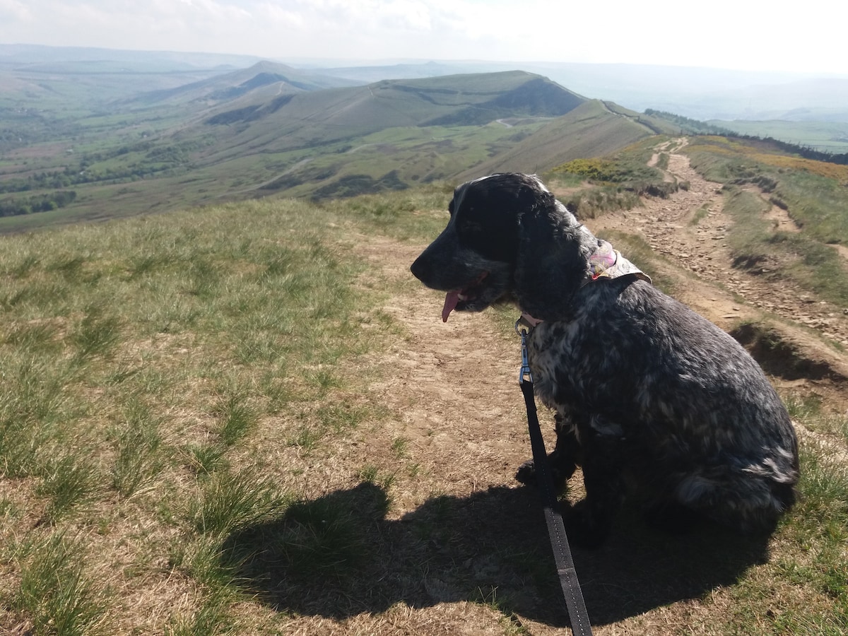A dog sits on a grassy hill overlooking expansive rolling hills and valleys in the Peak District. The clear sky and distant hills create a serene backdrop. The terrain appears rugged, with dirt paths and patches of wild grass surrounding the dog.