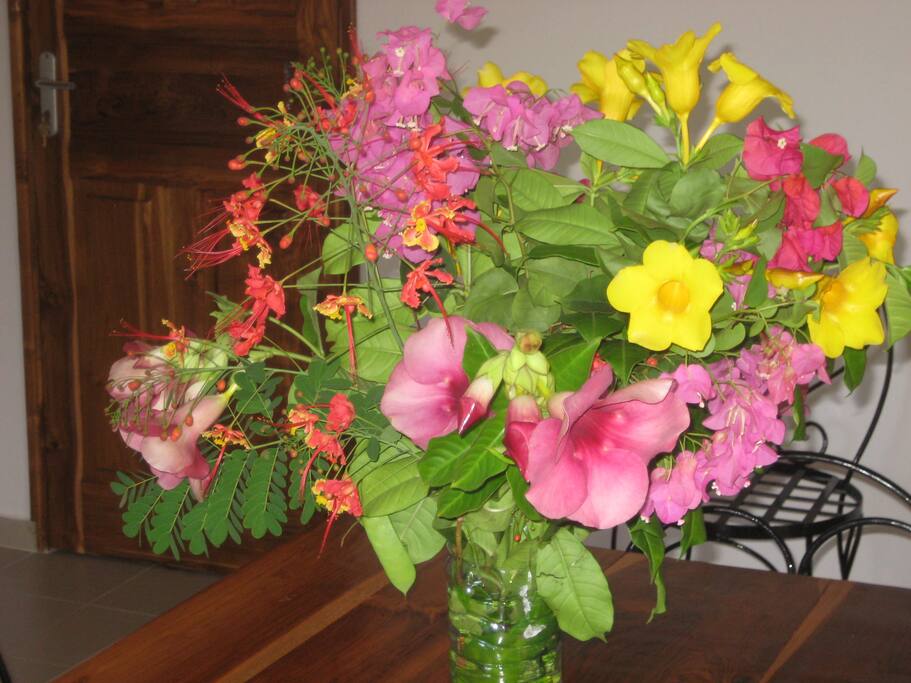 hibiscus bougainvilliers etc....