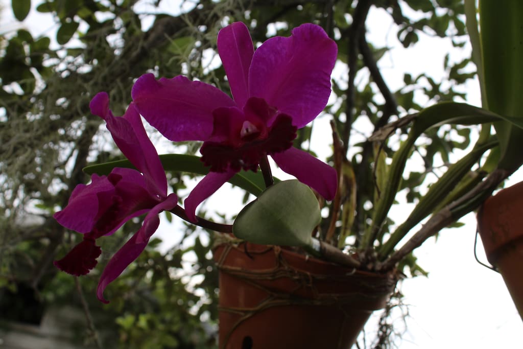 Orchids