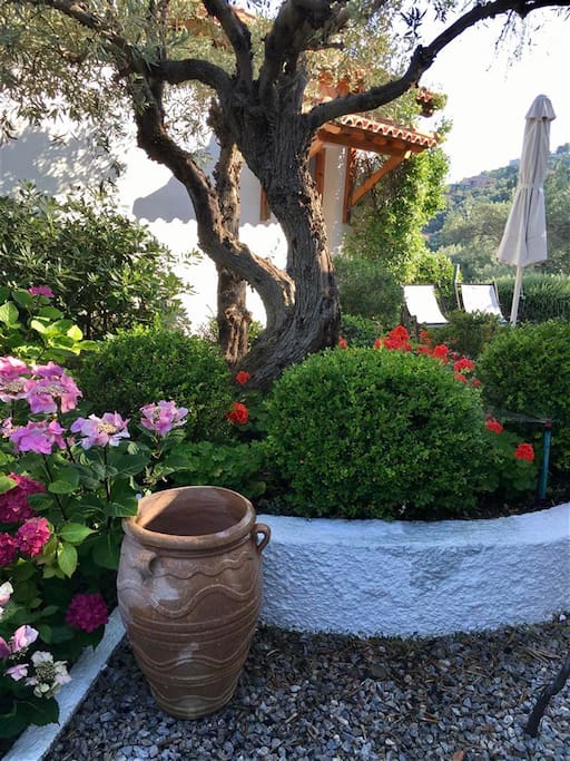 Garden and surroundings