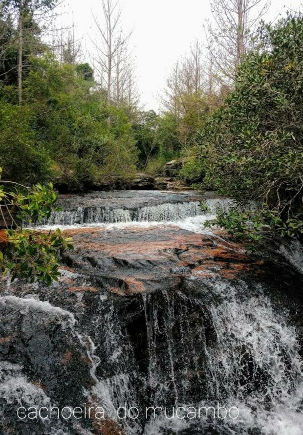 A serene waterfall cascades over smooth, dark rocks, surrounded by lush greenery. Trees with slender trunks frame the scene, while the clear water flows gently, creating a tranquil atmosphere. The vibrant foliage adds richness to the natural landscape.