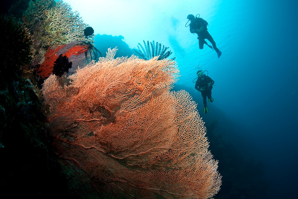 Two divers explore a vibrant underwater landscape, showcasing a large, intricate coral formation. The scene captures the blue hues of the ocean backdrop, while soft sunlight filters through the water, illuminating the rich textures and colors of the coral and marine life.