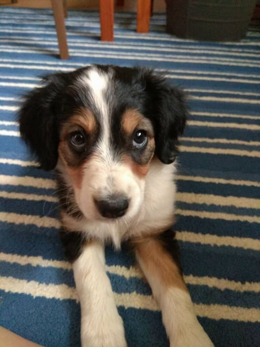 Dafne- my puppy