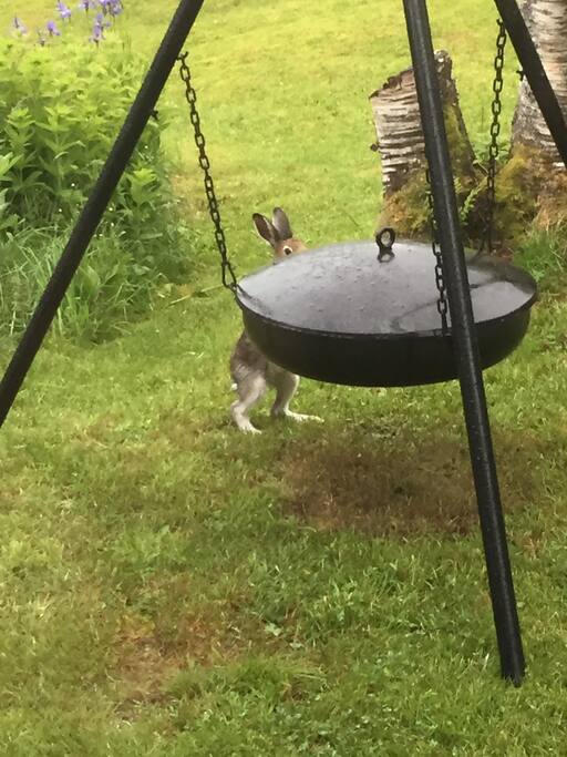 This year (2017) we have seen wild rabbits in the garden almost every week.