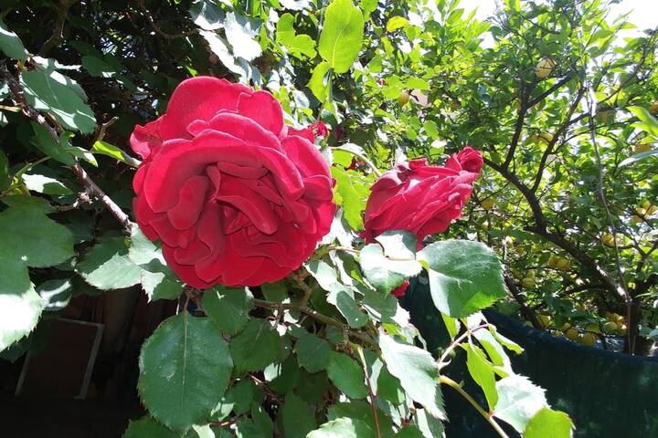 Red Rose Home,Old city Tzfat, Lecha Lecha Suites