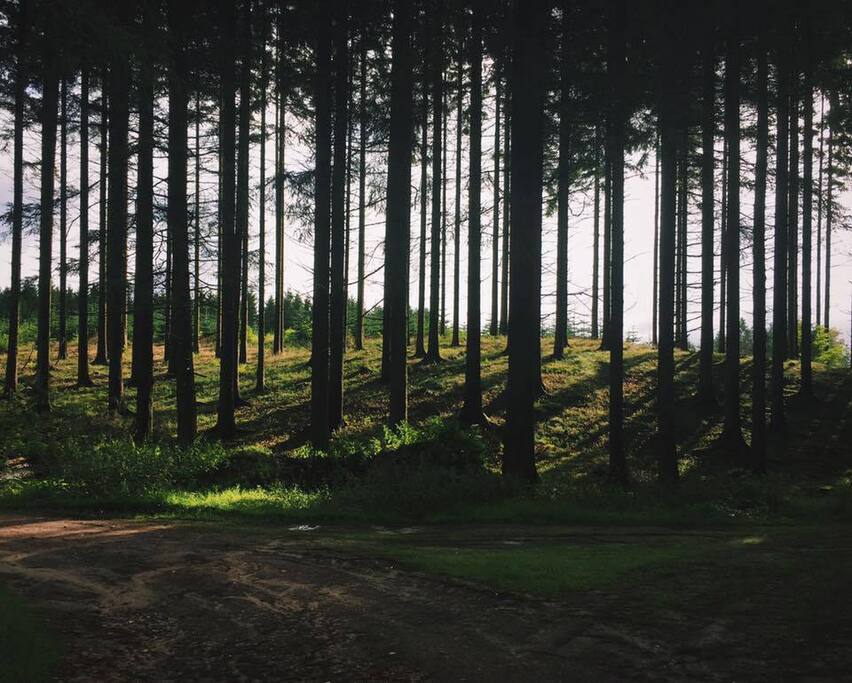 Local forest