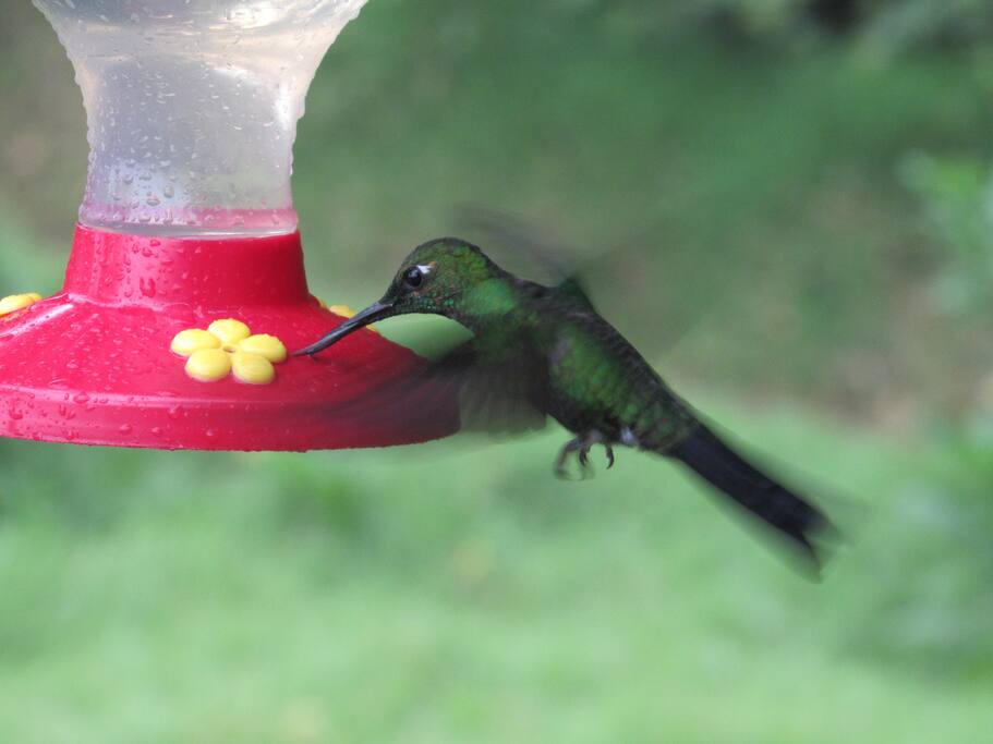 Colibrí