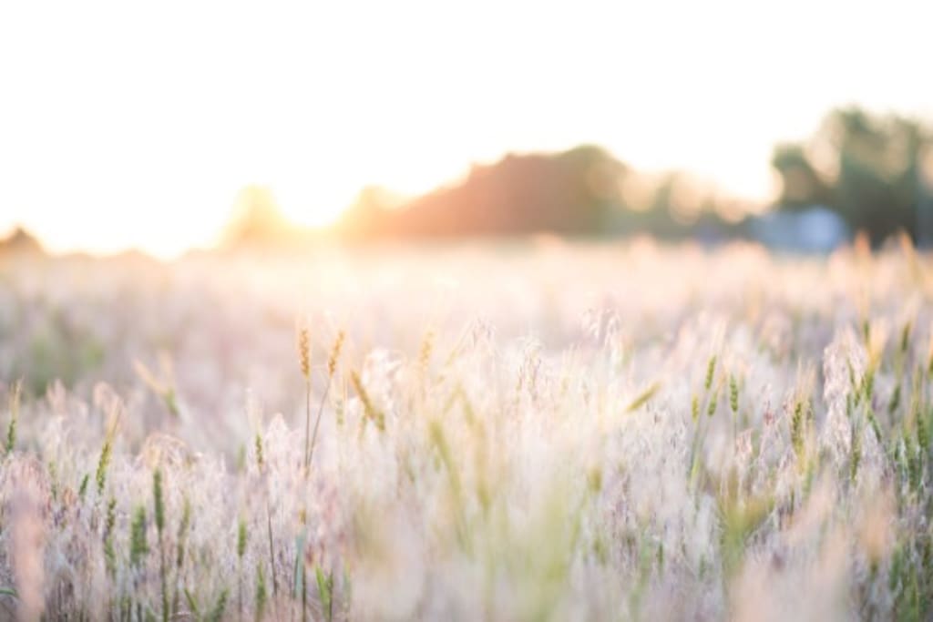 Surrounded by wheat fields and open spaces, South Acres Guest House will allow you to enjoy rural America to its fullest potentials.
