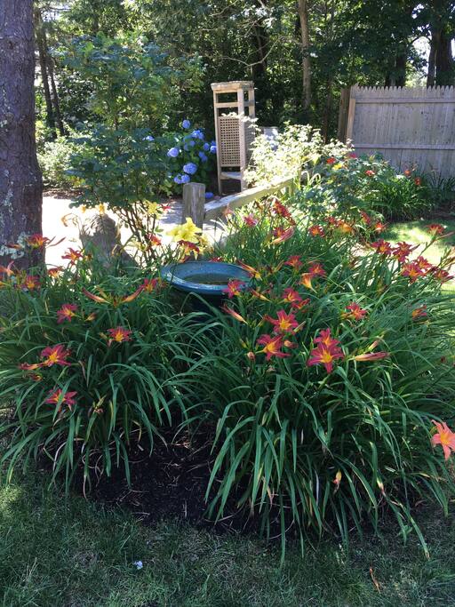 Front Yard lots of Lilly's & Hydrangea's!!