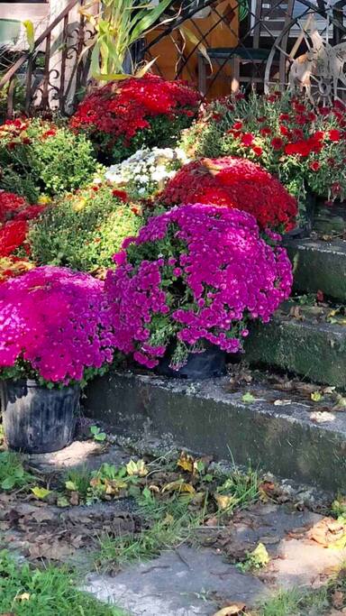 Beautiful fall mums