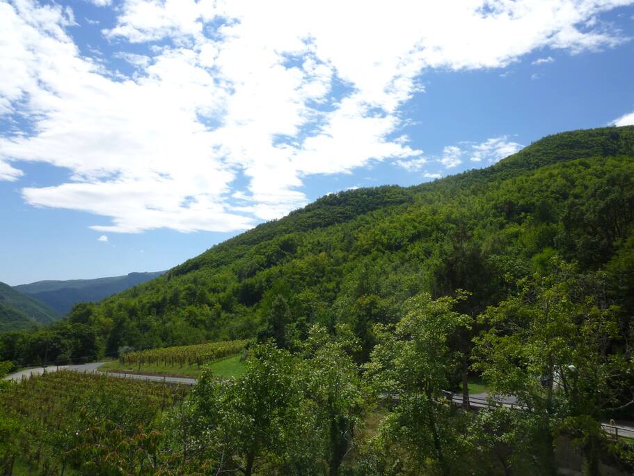 Panorama vigneti