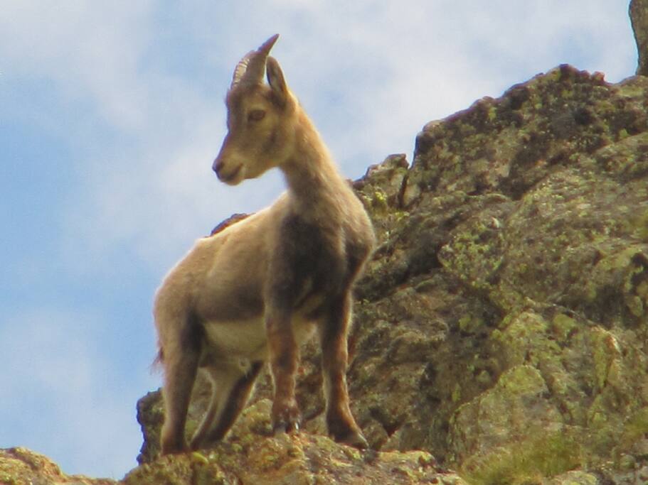 junger Steinbock