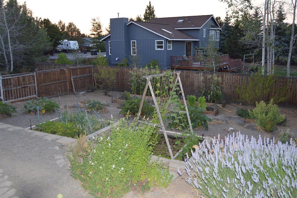 Backyard Garden
