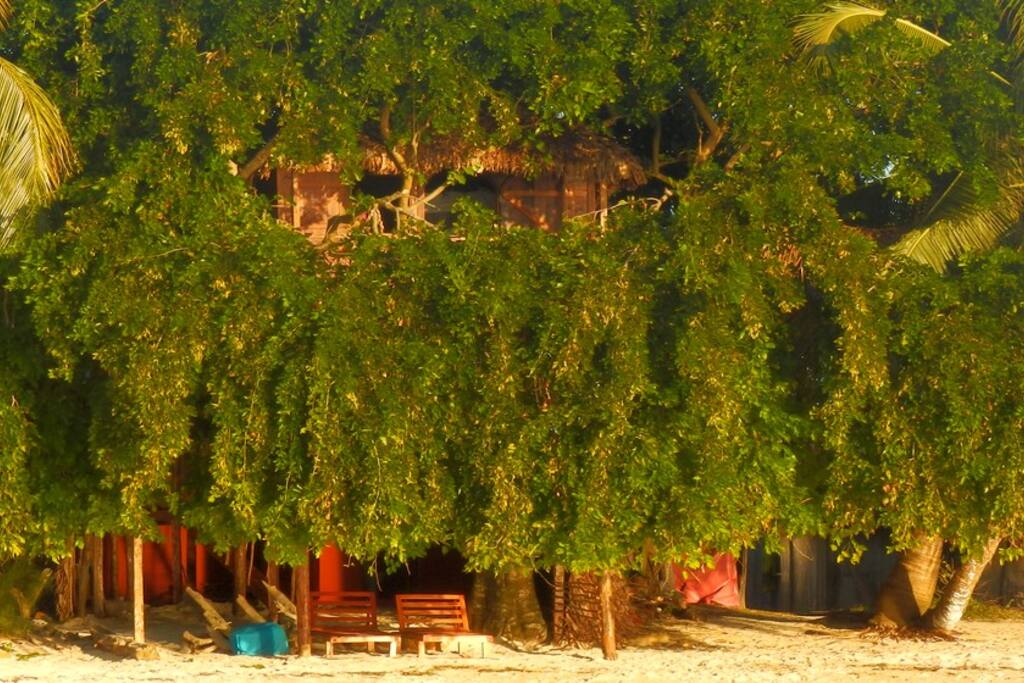 cachée dans les branches