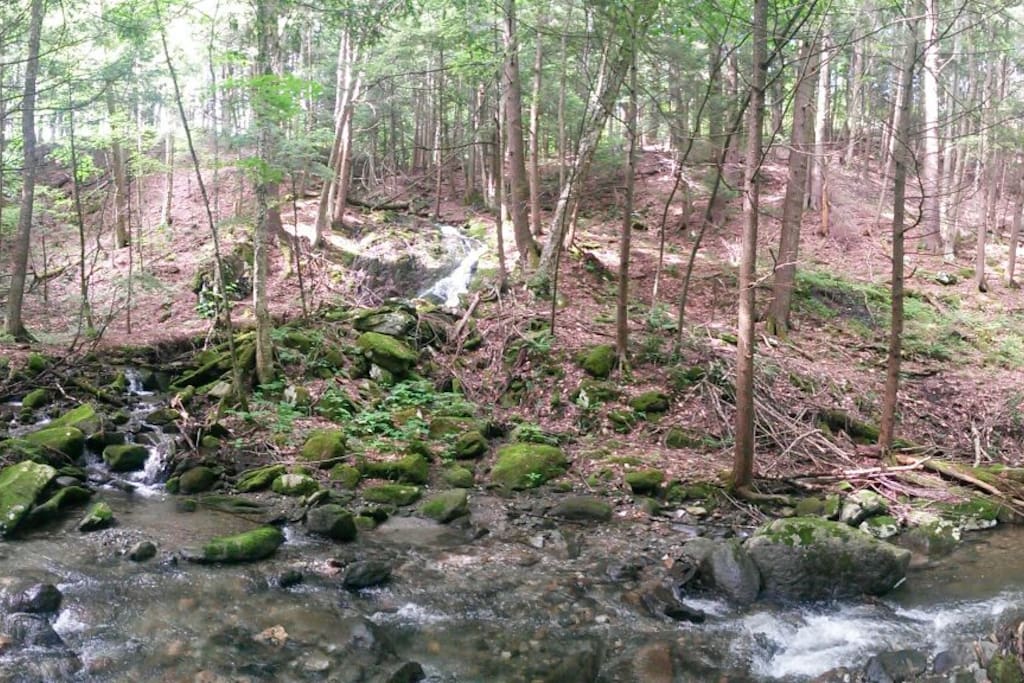 Creek and forest below home