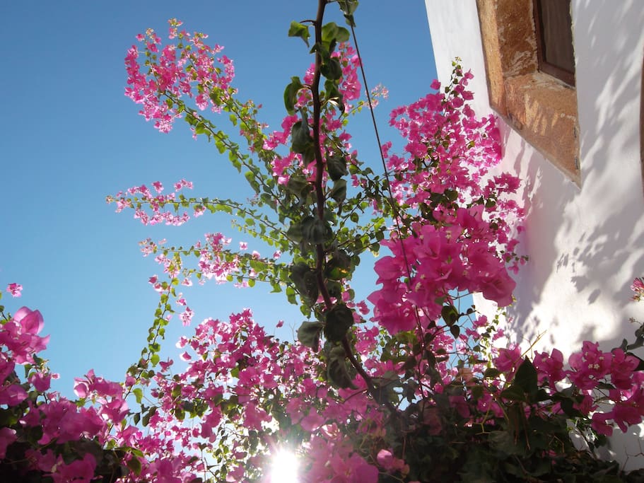 bouganville casa