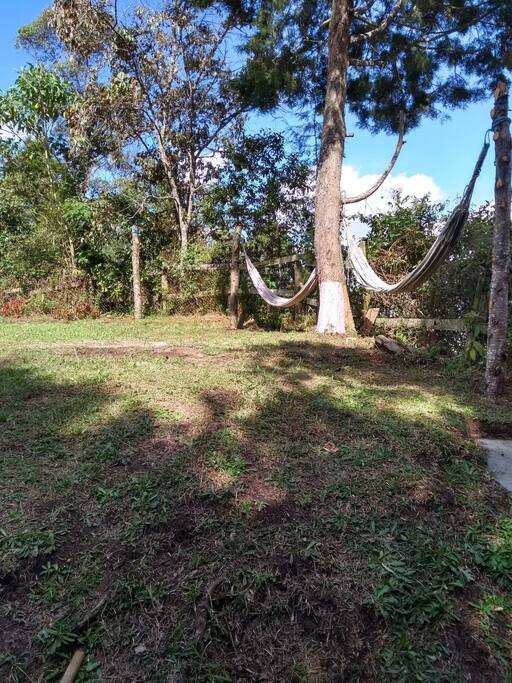 arboles ornamentales que traen paz a tu dia