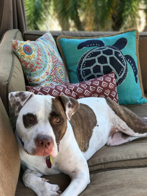 don't worry... the dog in the picture is not mine and does not live at this property. but, I do love animals so feel free to bring Fido! I only ask that you discuss your pet with me before your stay.