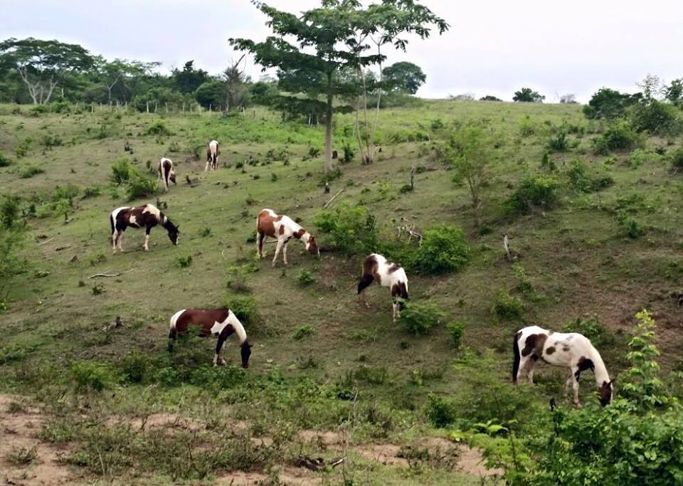 American Paint Horses and Colombian Trochador horses are available for rentals or if you just want a souvenir picture riding a beautiful horse.