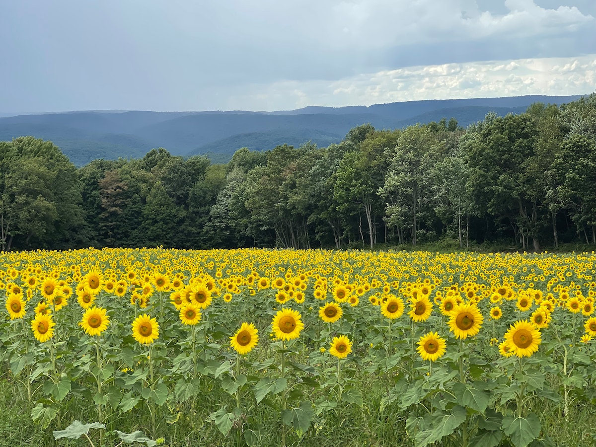 A vibrant field of sunflowers stretches across a landscape, with tall green stems supporting bright yellow blooms. In the background, rolling mountains are lined with lush trees under a cloudy sky, creating a serene countryside scene.
