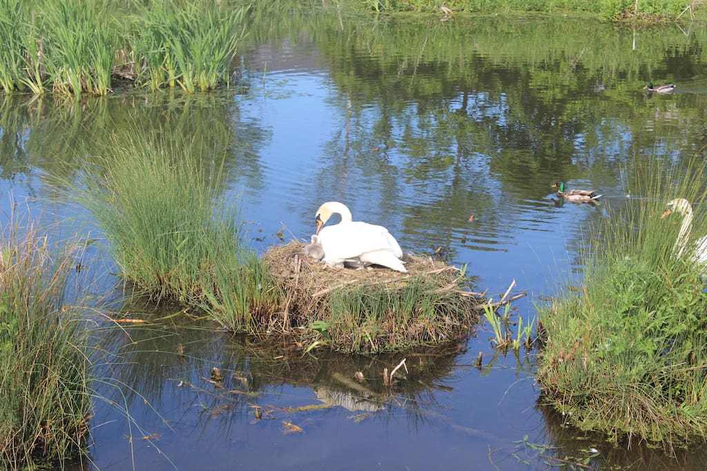 Swans in one of the local ponds