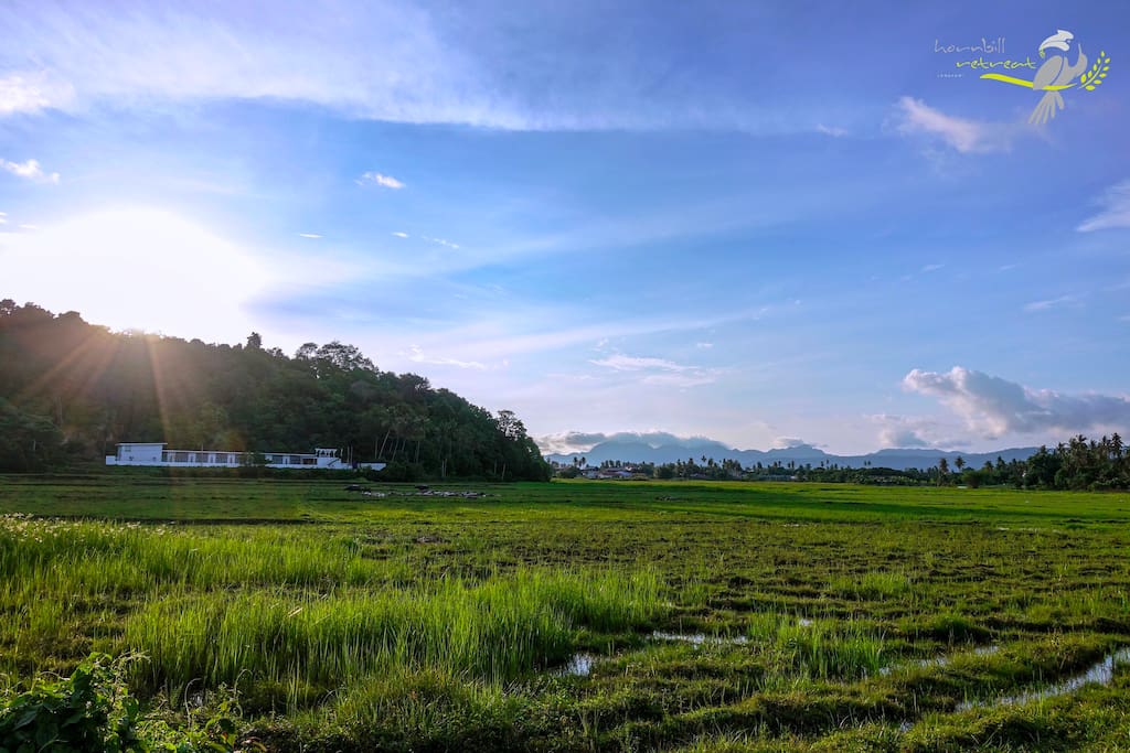 Scenery paddy view (photo taken on April)