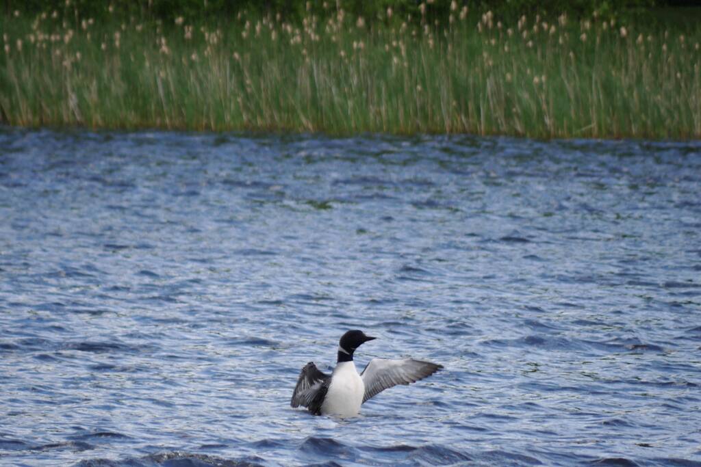 Loons on Dunn Lake are plentiful