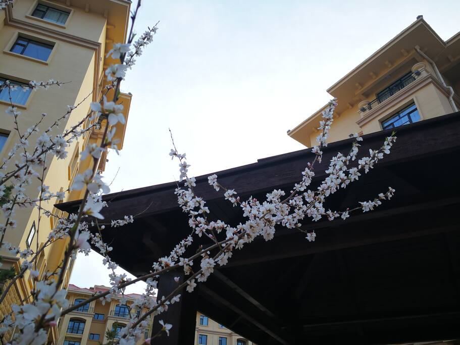 小区四月桃花灿烂