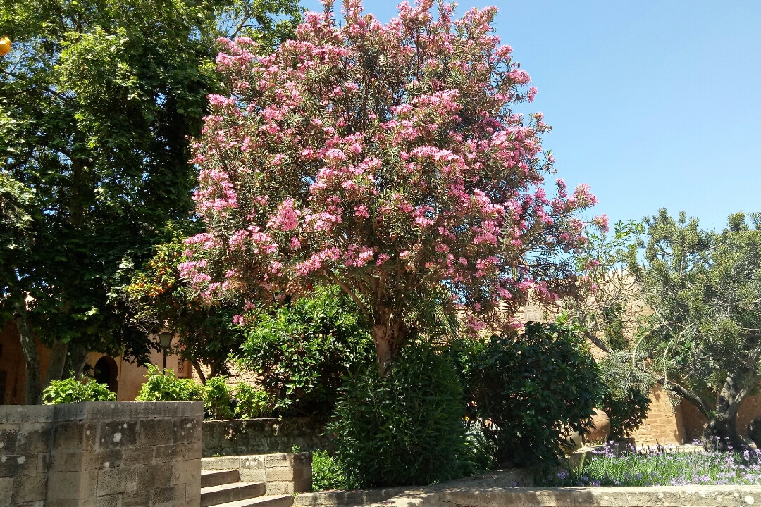 A large flowering tree adorned with pink blossoms stands prominently in a garden setting. Surrounding greenery complements the vibrant hues, while stone steps lead to the base of the tree. The clear blue sky provides a bright backdrop, enhancing the fresh atmosphere of the space.