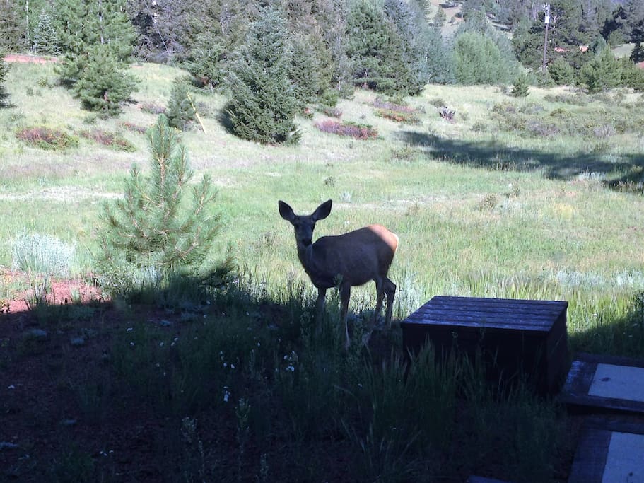 Wildlife from French Doors