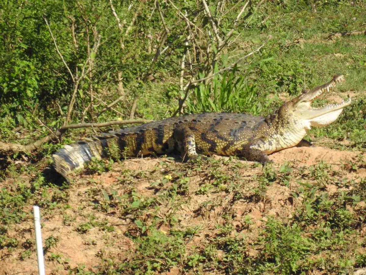 A large crocodile is resting on a sunlit bank, showcasing its distinctive scaled skin and open mouth. Lush greenery surrounds the area, creating a natural habitat. The calm setting offers a glimpse into the local wildlife, highlighting the unique flora of the region.
