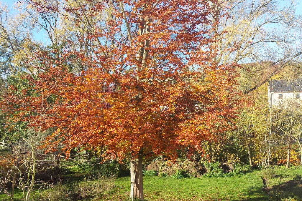 Im Garten