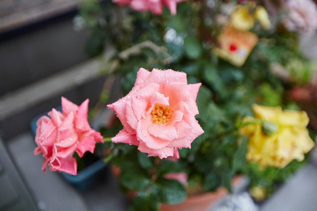 rose flower