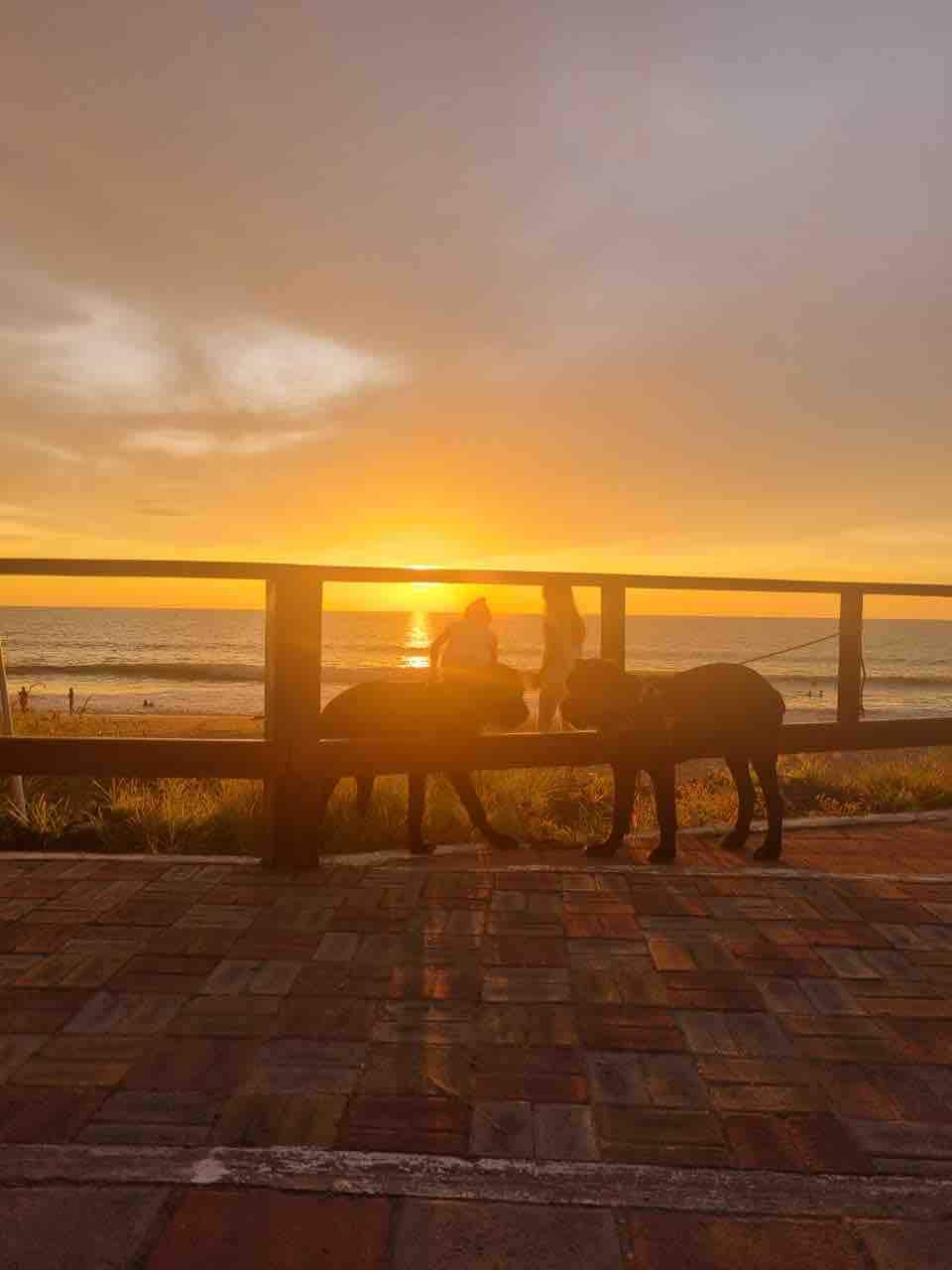 Silhouettes of two dogs are framed against a sunset view over the ocean. The sun casts a warm glow, enhancing the tranquil scene. A wooden railing stands in the foreground, contrasting with the soft hues of the sky and the calm sea.