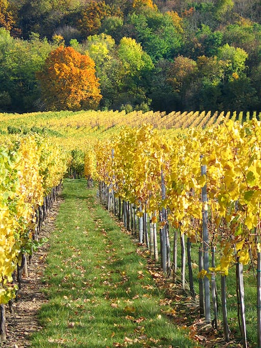 Vignoble de Mutzig
Route des vins d'Alsace