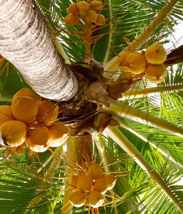 Free Coconut, We have 2 types. Green and Yellow coconut