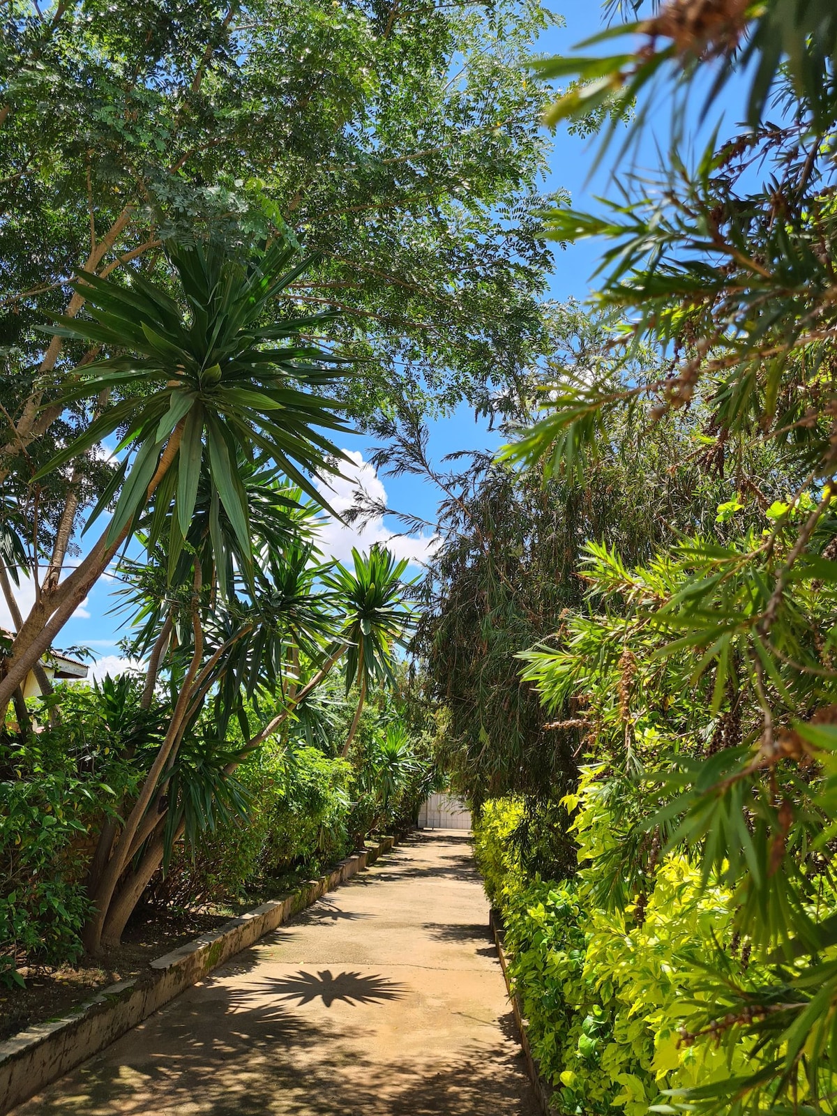 A pathway is framed by lush greenery on either side, featuring tall palms and vibrant foliage. The sun shines overhead, illuminating the inviting trail that leads through the tranquil garden.