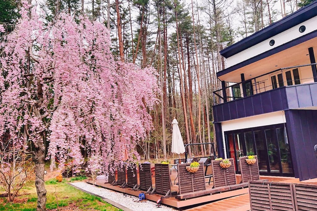 April 15/2018 sakura.cherry blossoms