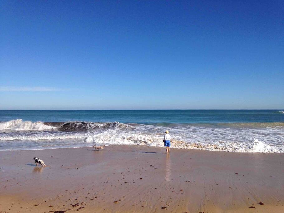 Dog friendly beach