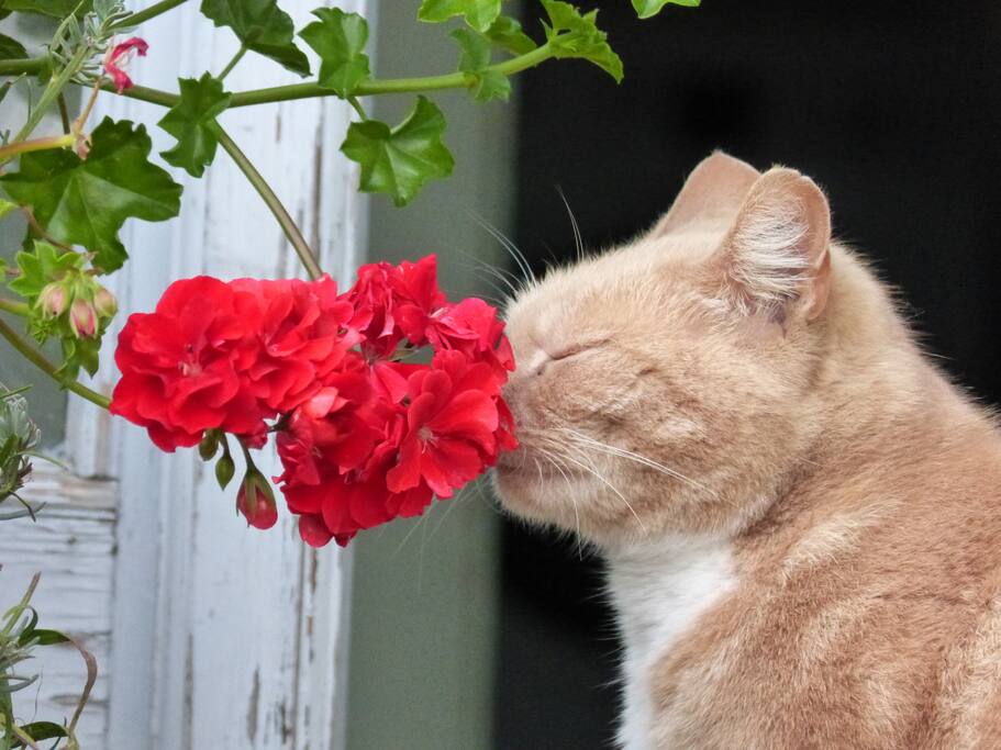 Our cat